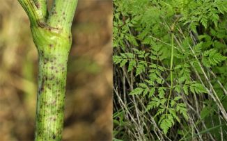 Hemlock
