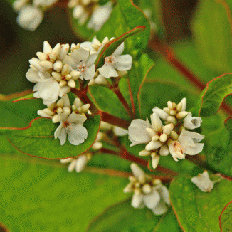 Knotweed, Himalayan