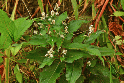 Knotweed, Himalayan