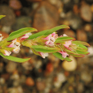 Knotgrass, Ray's