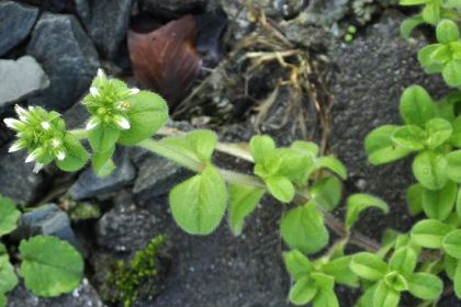 Mouse-ear, Sticky