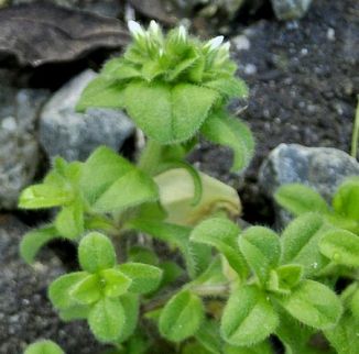 Mouse-ear, Sticky