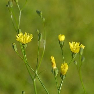 Nipplewort