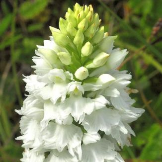 Spotted-orchid, O'Kelly's