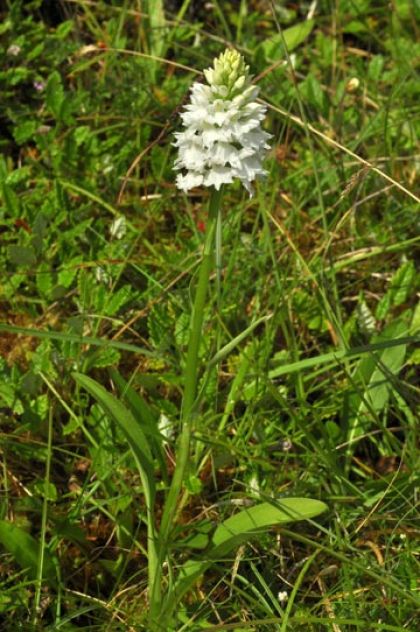 Spotted-orchid, O'Kelly's