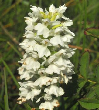 Spotted-orchid, O'Kelly's