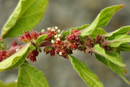 Pellitory-of-the-wall