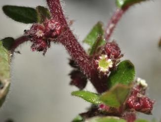 Pellitory-of-the-wall