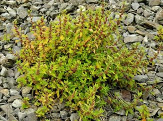 Pellitory-of-the-wall