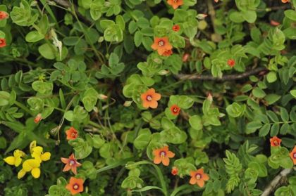 Pimpernel, Scarlet