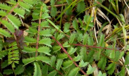 Burnet, Salad