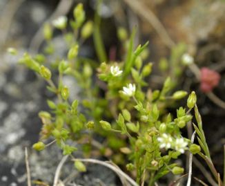 Sandwort, Thyme-leaved