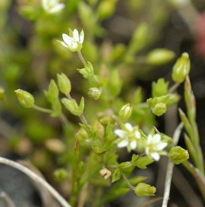 Sandwort, Thyme-leaved