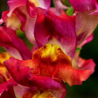 Snapdragon