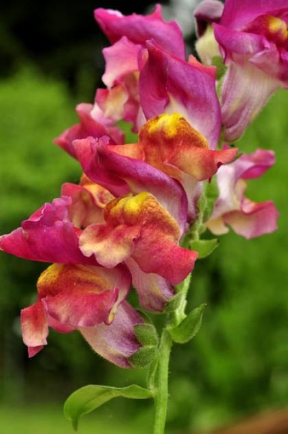 Snapdragon