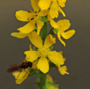 Agrimony, Fragrant