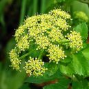 Alexanders