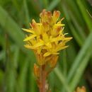 Asphodel, Bog