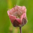 Avens, Water