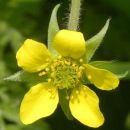 Avens, Wood
