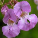 Balsam, Indian