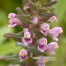 Bartsia, Red