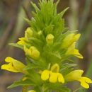 Bartsia, Yellow