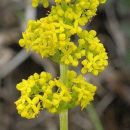Bedstraw, Lady's