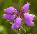 Heather, Bell