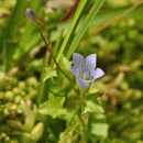 Bellflower, Ivy-leaved