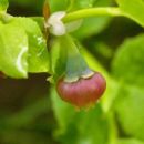 Bilberry