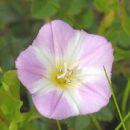 Bindweed, Field