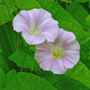 Bindweed, Hedge subsp. roseata