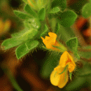 Bird's-foot-trefoil, Hairy