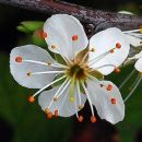 Blackthorn