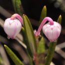 Bog-rosemary