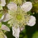 Bramble