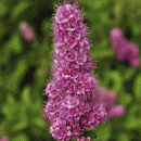 Bridewort, Billard's