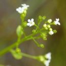 Brookweed