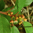 Buckthorn, Alder