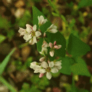 Buckwheat
