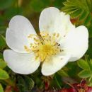 Rose, Burnet