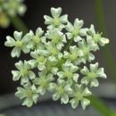 Burnet-saxifrage