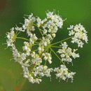 Burnet-saxifrage, Greater