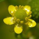 Buttercup, Celery-leaved
