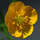 Buttercup, Goldilocks