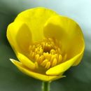 Buttercup, Bulbous