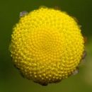 Buttonweed