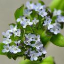 Cornsalad, Keeled-fruited
