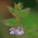 Calamint, Common